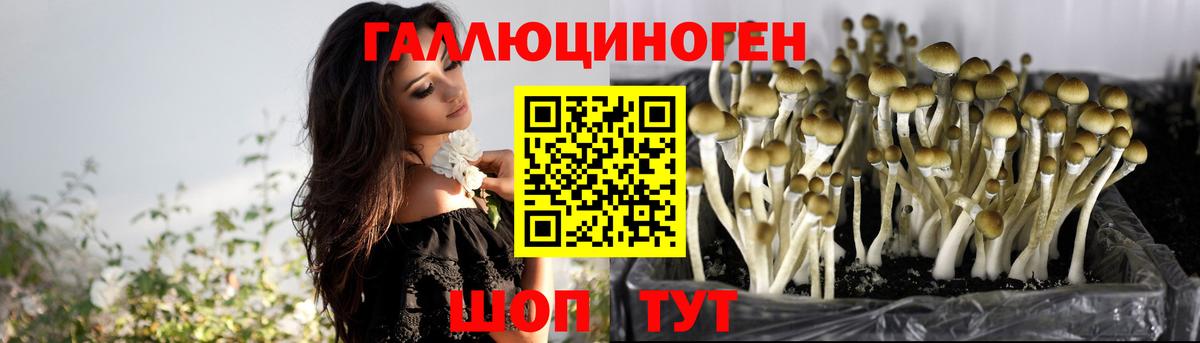 Псилоцибиновые грибы мицелий  Псилоцибиновые грибы Psilocybe  Тында  Вход с VPN 